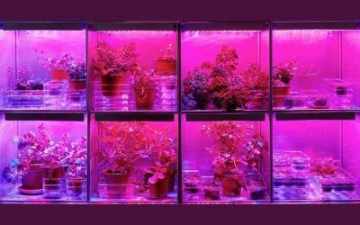 Bio art czym jest sztuka wykorzystująca biologię. Historia, najważniejsze fakty i przewodnik