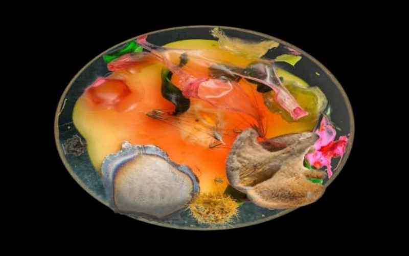Bio art czym jest sztuka wykorzystująca biologię. Historia, najważniejsze fakty i przewodnik