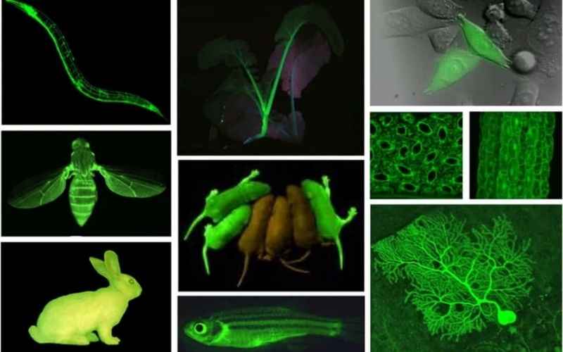 Bio art czym jest sztuka wykorzystująca biologię. Historia, najważniejsze fakty i przewodnik